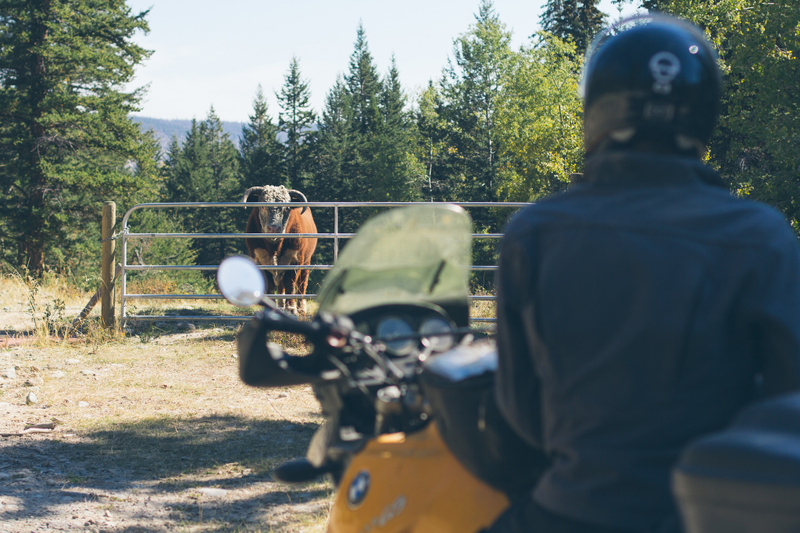 Illustration for article titled ​Ferries, Bears And Adventure Bikes In British Columbia